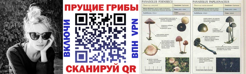 где можно купить наркотик  Шахты  Псилоцибиновые грибы Magic Shrooms 