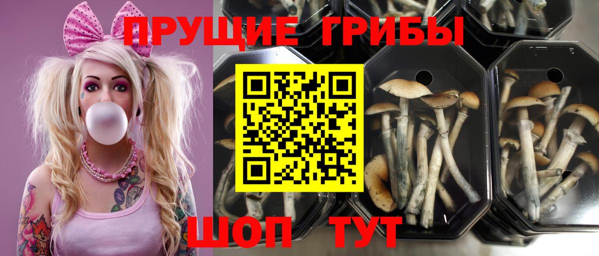 Псилоцибиновые грибы Cubensis Шахты